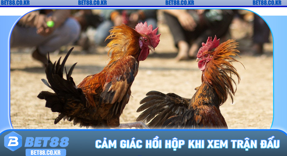 Cảm Giác Hồi Hộp Khi Xem Trận Đấu