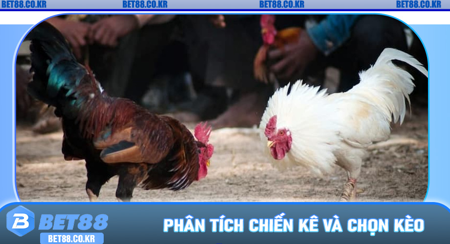 Phân Tích Chiến Kê Và Chọn Kèo