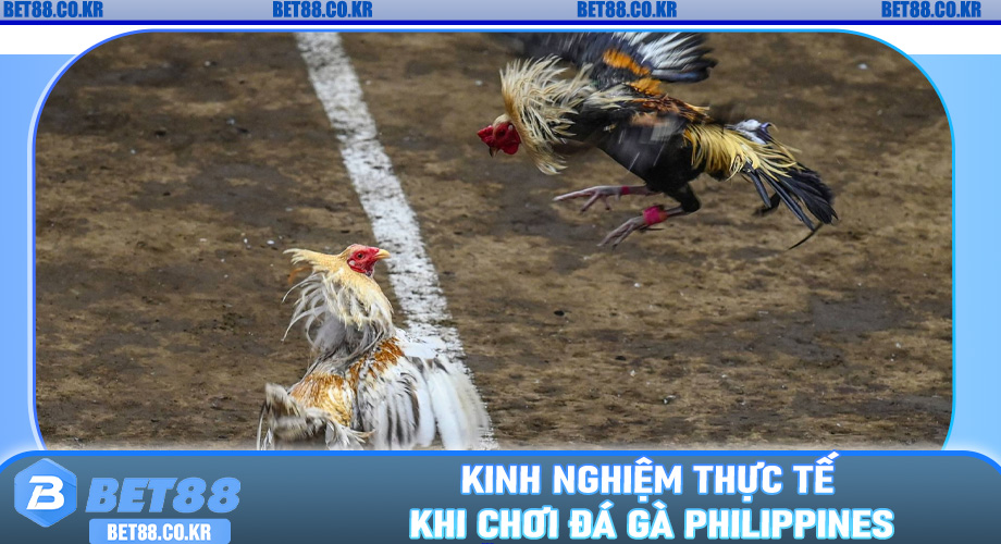 Kinh Nghiệm Thực Tế Khi Chơi Đá Gà Philippines
