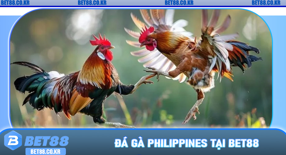 Đá Gà Philippines Tại Bet88 - Hồi Hộp Từng Hiệp Đấu
