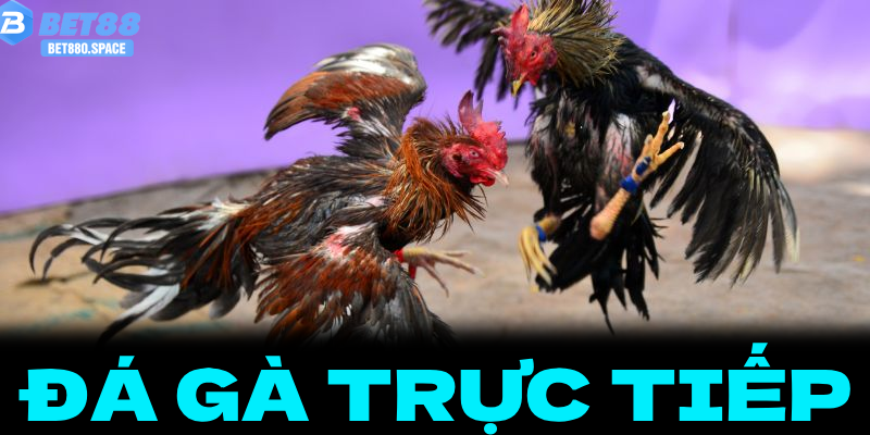 Đá Gà Trực Tiếp BET88: Khám Phá Khán Đài Số Đẳng Cấp Cho Giới Mộ Điệu